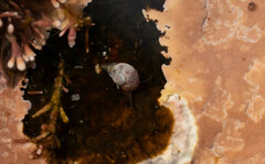 Margarites helicinus