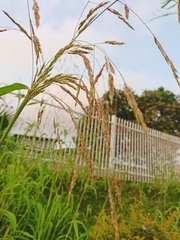 Sorghum halepense