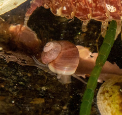 Margarites helicinus