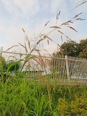 Sorghum halepense