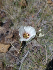 Calochortus howellii