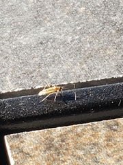 Campyloneura virgula