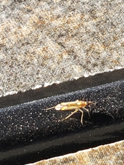 Campyloneura virgula