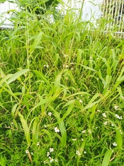 Sorghum halepense