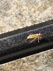 Campyloneura virgula