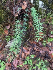 Pellaea ternifolia