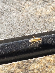 Campyloneura virgula