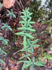 Pellaea ternifolia