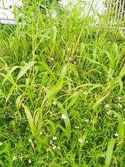 Sorghum halepense