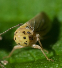 Macropsis fuscula