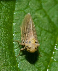 Macropsis fuscula