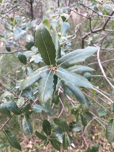 Coast Live × Interior Live Oak