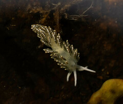 Diaphoreolis viridis