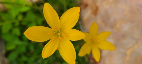 Image of Zephyranthes citrina by (c) ritirene, some rights reserved (CC BY)