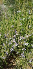 Scaevola cunninghamii