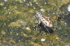 Ellipsoptera macra
