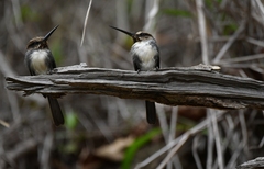 Jacamaralcyon tridactyla