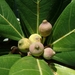Ficus pedunculosa mearnsii - Photo (c) Kuan-Chieh (Chuck) Hung, algunos derechos reservados (CC BY-NC-SA), subido por Kuan-Chieh (Chuck) Hung