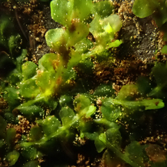 Chiloscyphus polyanthos rivularis