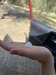 Acmaea