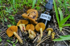 Cortinarius thiersii