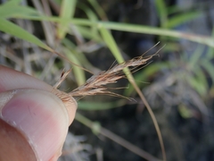 Capillipedium kwashotensis