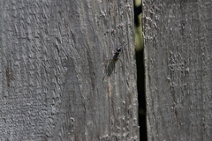 Camponotus pennsylvanicus