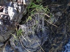 Capillipedium kwashotensis