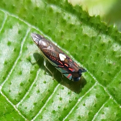 Diedrocephala variegata