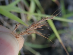 Capillipedium kwashotensis