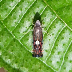 Diedrocephala variegata