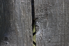 Camponotus pennsylvanicus