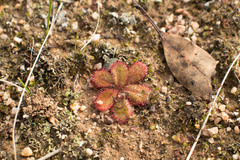 Drosera tubaestylis