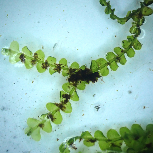 Chiloscyphus polyanthos var. rivularis