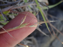 Capillipedium kwashotensis