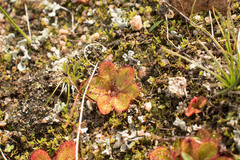 Drosera tubaestylis