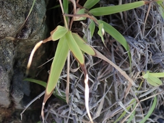 Capillipedium kwashotensis