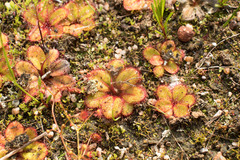 Drosera tubaestylis