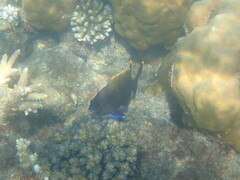 Plectroglyphidodon apicalis