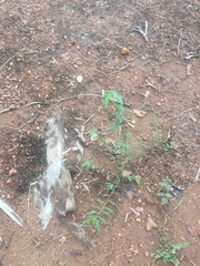 Vachellia nilotica adstringens