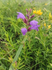 Dracocephalum peregrinum