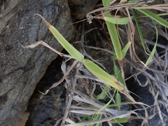 Capillipedium kwashotensis