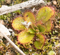 Drosera tubaestylis