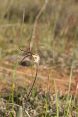 Caladenia hiemalis