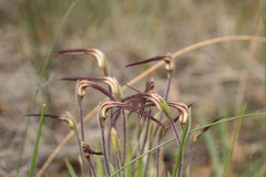Caladenia hiemalis