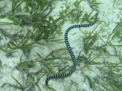 Laticauda laticaudata