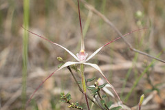 Caladenia hiemalis