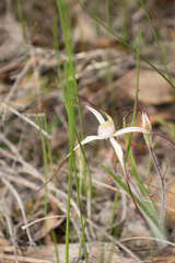 Caladenia hiemalis