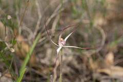 Caladenia hiemalis
