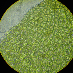 Chiloscyphus polyanthos rivularis